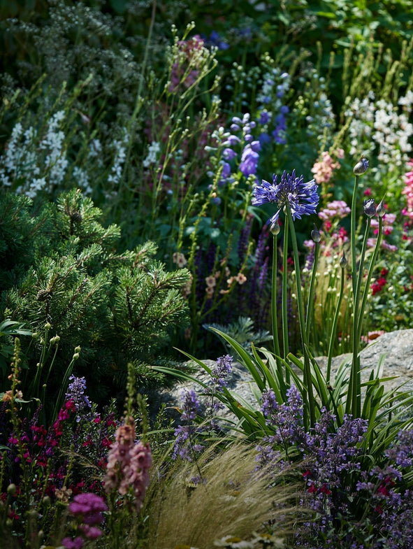 Simple steps to get your garden in shape this Autumn